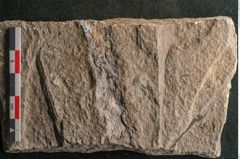 Foto (Detailansicht) von Voltzia heterophylla Brongniart (NHMW-GEO-2024-0188-11133)